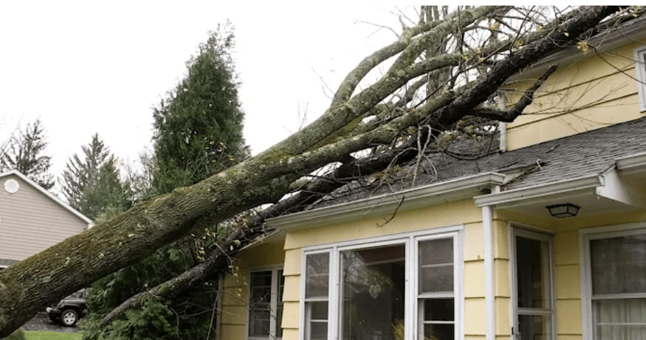 Emergency Tree Service